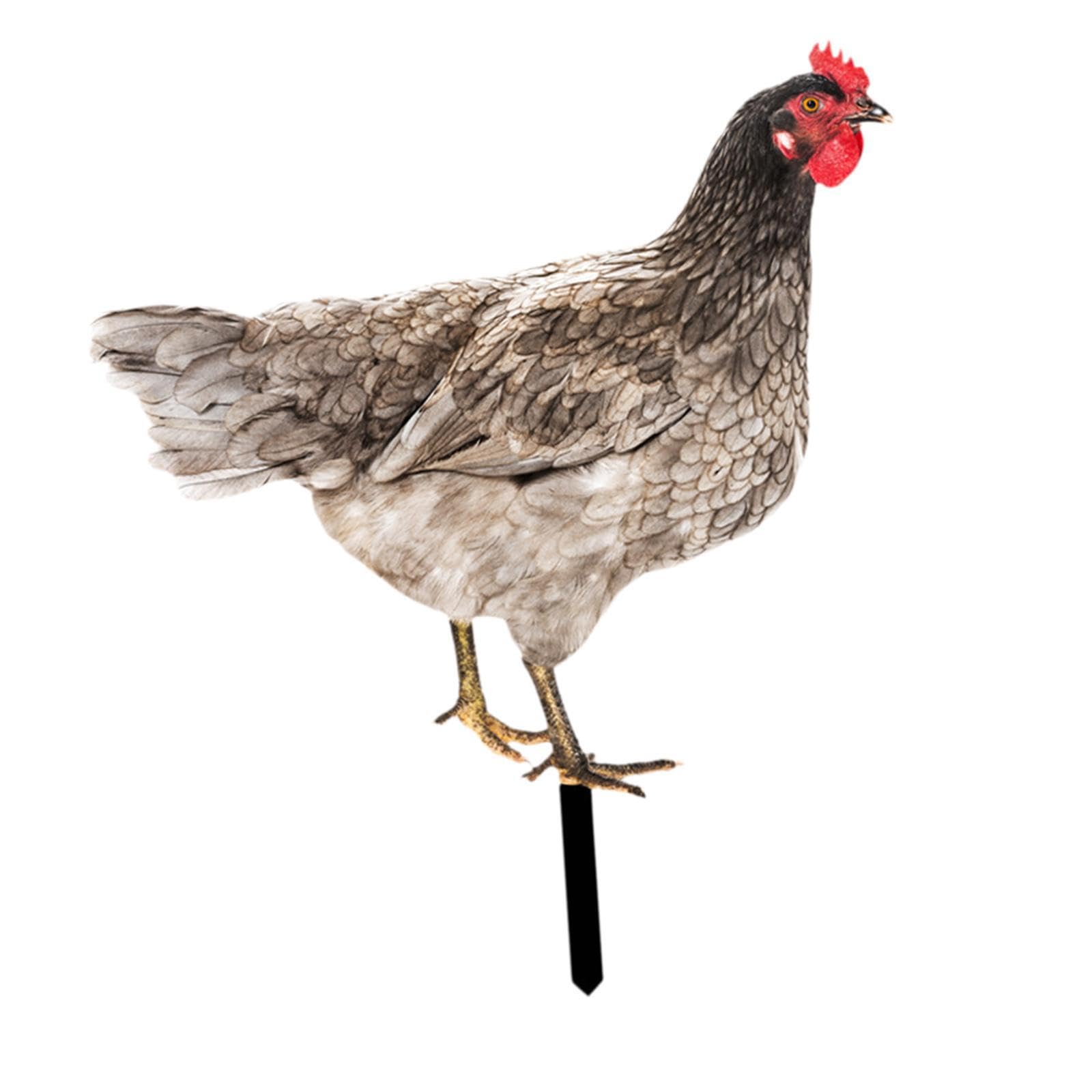 mophrati Chicken Garden Statue Stake Outside Outdoor Decor Crafts Unique Vibrancy In Landscapes By Showcasing Rooster Yard Art Acrylic Animal Stake Figurine , Style B