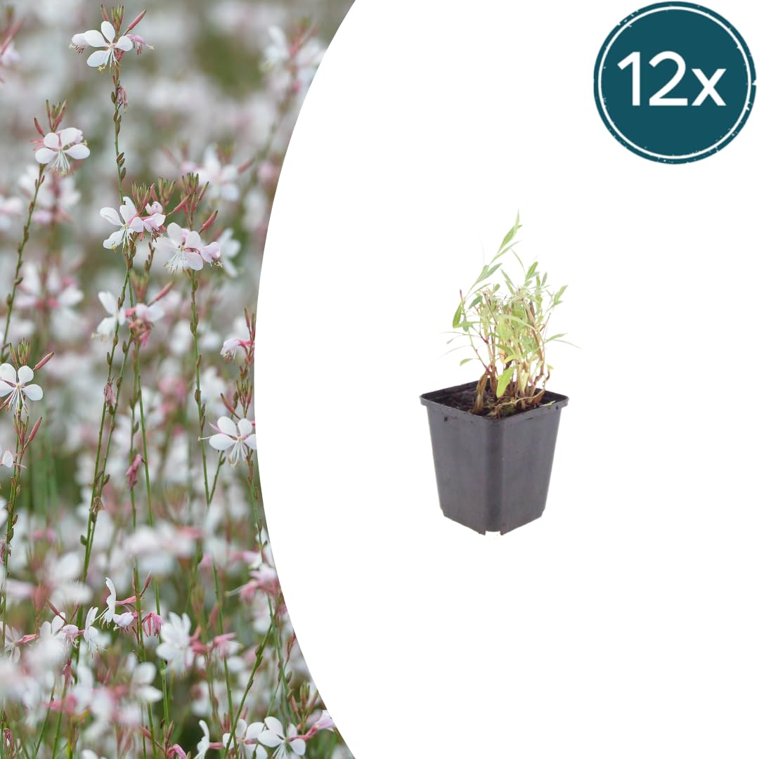 Gaura Lindheimeri Piante Perenni, Fiori Bianchi e Rosa, 12 Pezzi, Ø9cm