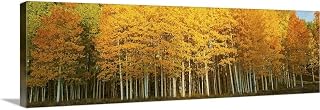 Aspen Trees in Autumn, Last Dollar Road, Telluride, Colorado Canvas Wall Art Print, Home Decor, Autumn, United States Artwork, 36" x12in