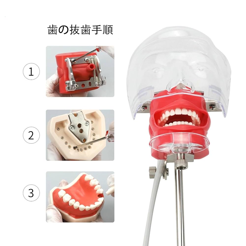 口腔模型と歯型セット Amazon.co.jp: 歯型模型 大型 可動式 口腔 歯列模型 はみがき