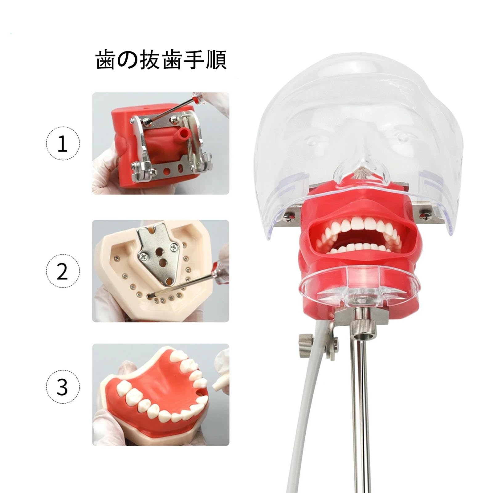 Amazon.co.jp: 歯科用シミュレーター モデル 歯の模型 歯科用 Amazon.co.jp: 歯科用シミュレーター モデル 歯の模型 歯科用