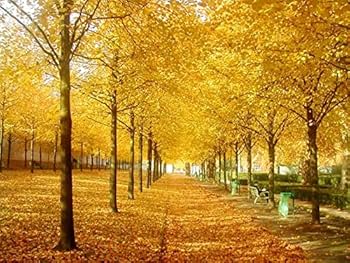 パリパリ なぎ 落書きハピカ トリックスター / Ninja ZX-4RR / ZX-4R SE(24-26) レーシング