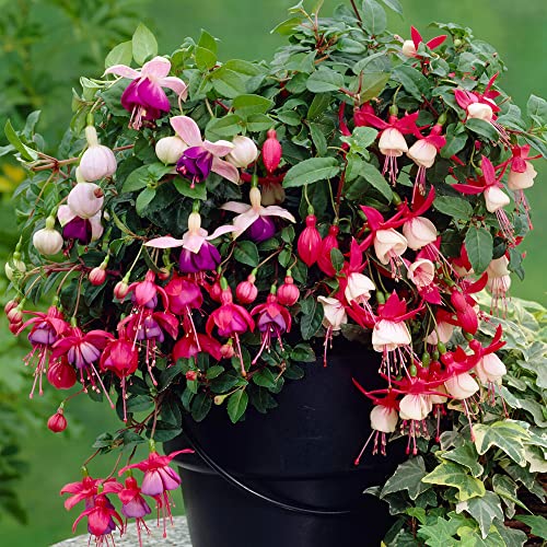 3 Fuchsia Garden Ready Plants Collection - Hardy Outdoor Shrubs in Plant Pots for Flower Beds Borders & Containers - 9cm Pots