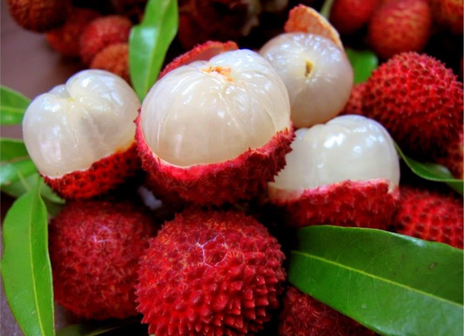 Shahi Litchi Hybrid Live Plant | Dwarf Air Layered Variety | Rare Tropical Lychee Tree for Garden | Sweet All Season Fruit | 2-3 Ft Tall Sapling | Bears Fruit in 1-2 Years | 1 Healthy Plant-image-26
