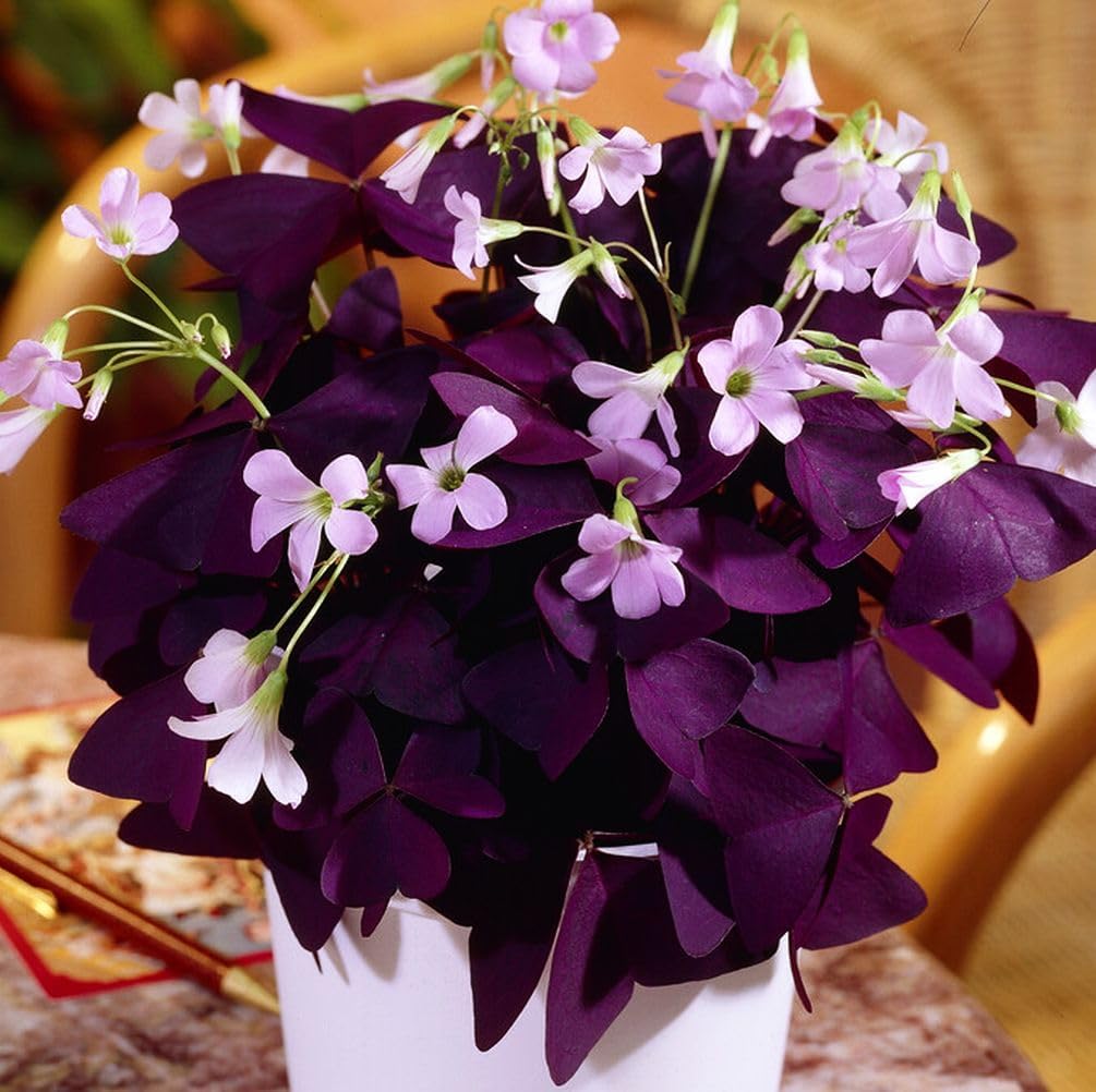 10 Oxalis Triangularis 'Purple Shamrocks'& 10 Iron Cross Oxalis Bulbs Plant Bulbs for Indoor or Outdoor Gardens (15 PCS Purple Shamrocks Bulbs & 15 PCS Iron Cross Oxalis Bulbs)