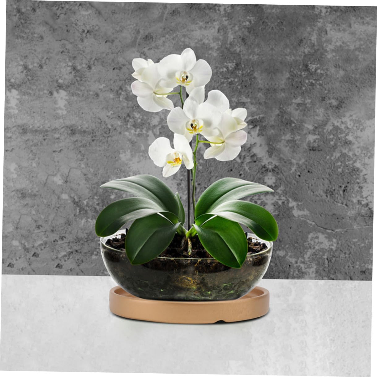 YARNOW 3pcs Round Ceramic Plant Pot Saucers with Gold Trim 11.5x11.5x1.5cm for Garden and Balcony Flowerpot Drip Trays Water Catchers image 5