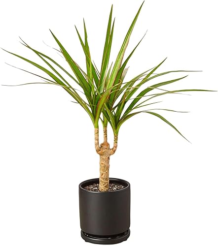 Miniatura 10 de Pothos 'N'joy' - Planta viva para interior  Diferentes plantas de interior en maceta de 4 y 6 pulgadas  Decoración de plantas reales para sala de