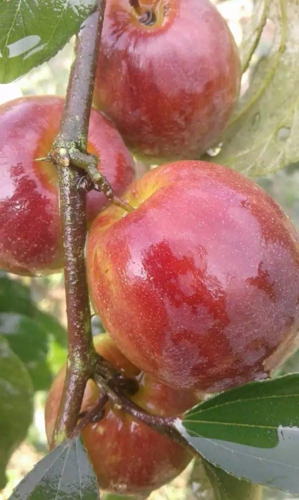 See full amazon price history chart for GOLDEN BLOOM Rare Red Sundari Apple Ber Jujube Fruit Grafted Live Plant (Next Year Get Fruits) GOLDEN BLOOM Rare Red Sundari Apple Ber Jujube Fruit Grafted Live Plant (Next Year Get Fruits) (B0CL563LQ1) Amazon Price History, Amazon Price Tracker