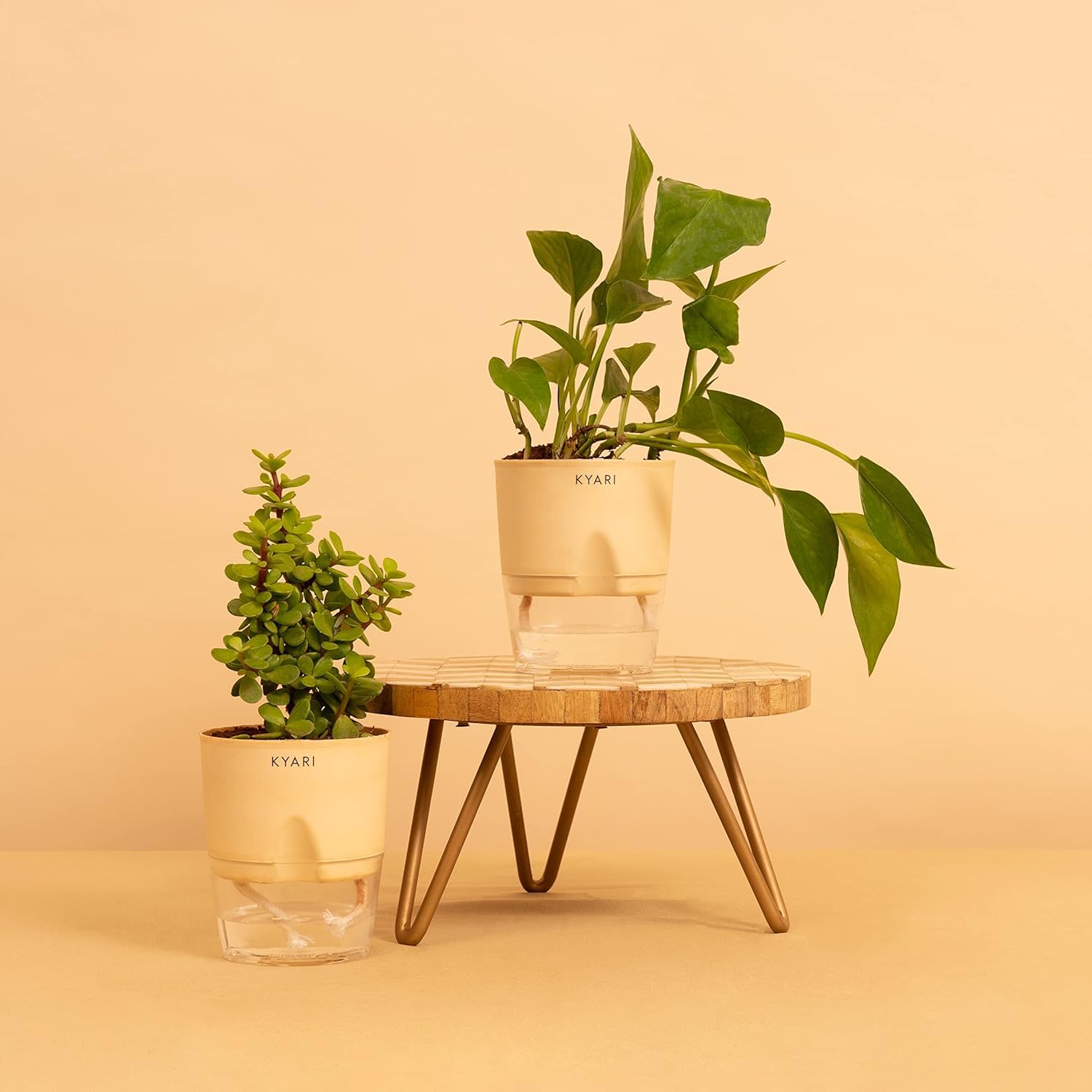 KYARI Jade Plant & Green Money Combo of 2 Indoor Plants for Living Room | Live Plants | Plants with Cream Pot for Home Air purifier plants | Plants for Home Decor & Garden