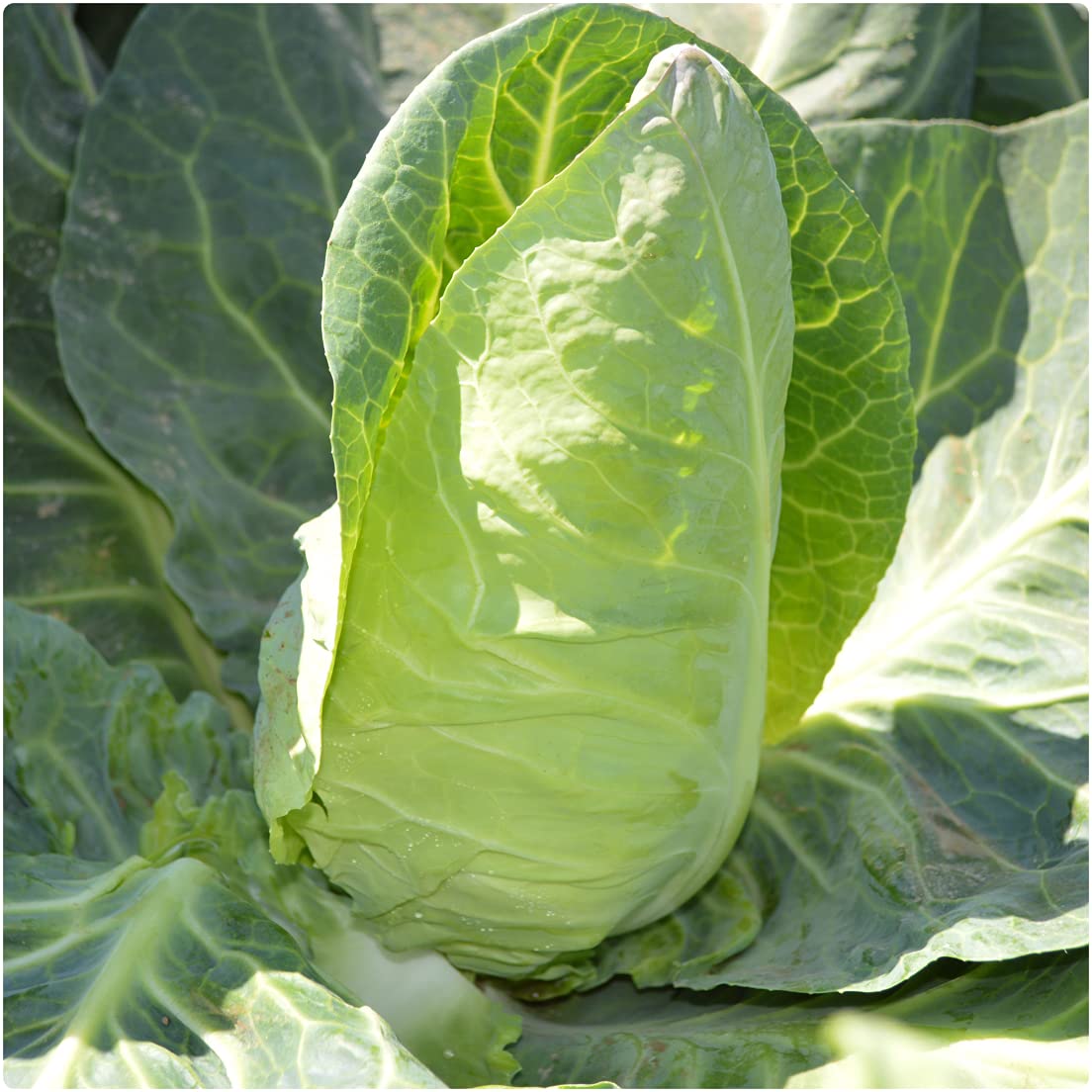 Cabbage Pointed 'Regency' Mini Plug Plants x 12 for Potting on