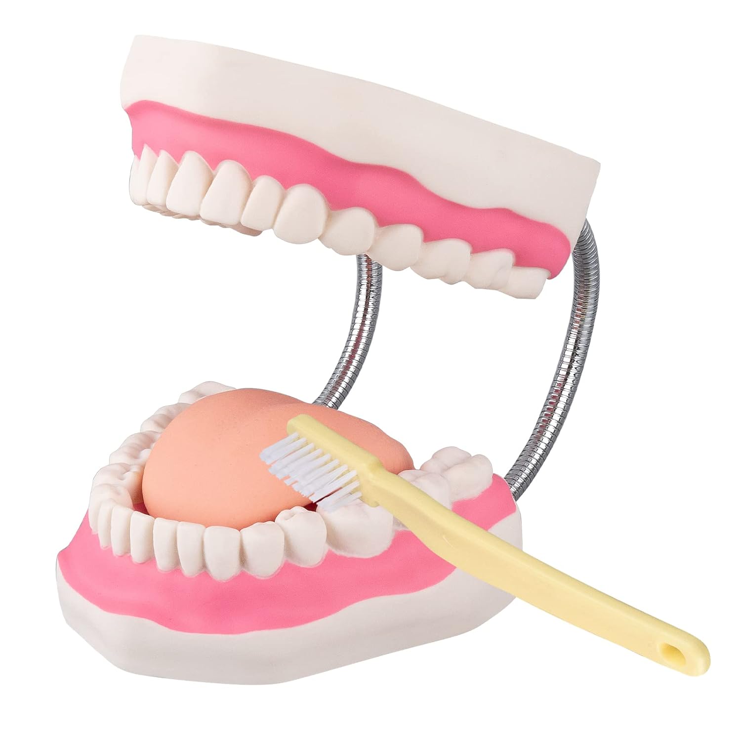 Tooth Brushing Model - 6 Time Tongue Teeth Model Mouth Model for Speech Therapy Kids Dental Care Teaching Demonstration Model