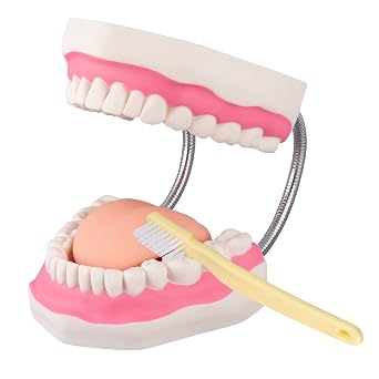 Tooth Brushing Model - 6 Time Tongue Teeth Model Mouth Model for Speech Therapy Kids Dental Care Teaching Demonstration Model