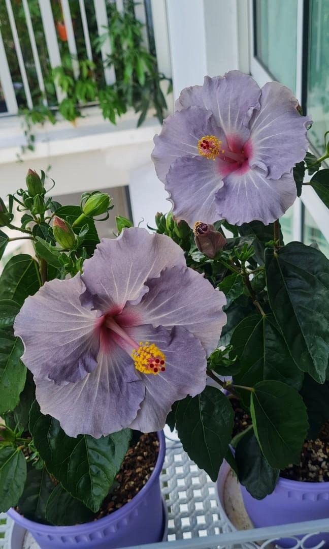 Amazon.com : Generic 200 pcs Hibiscus Flower Seeds Dark Gray