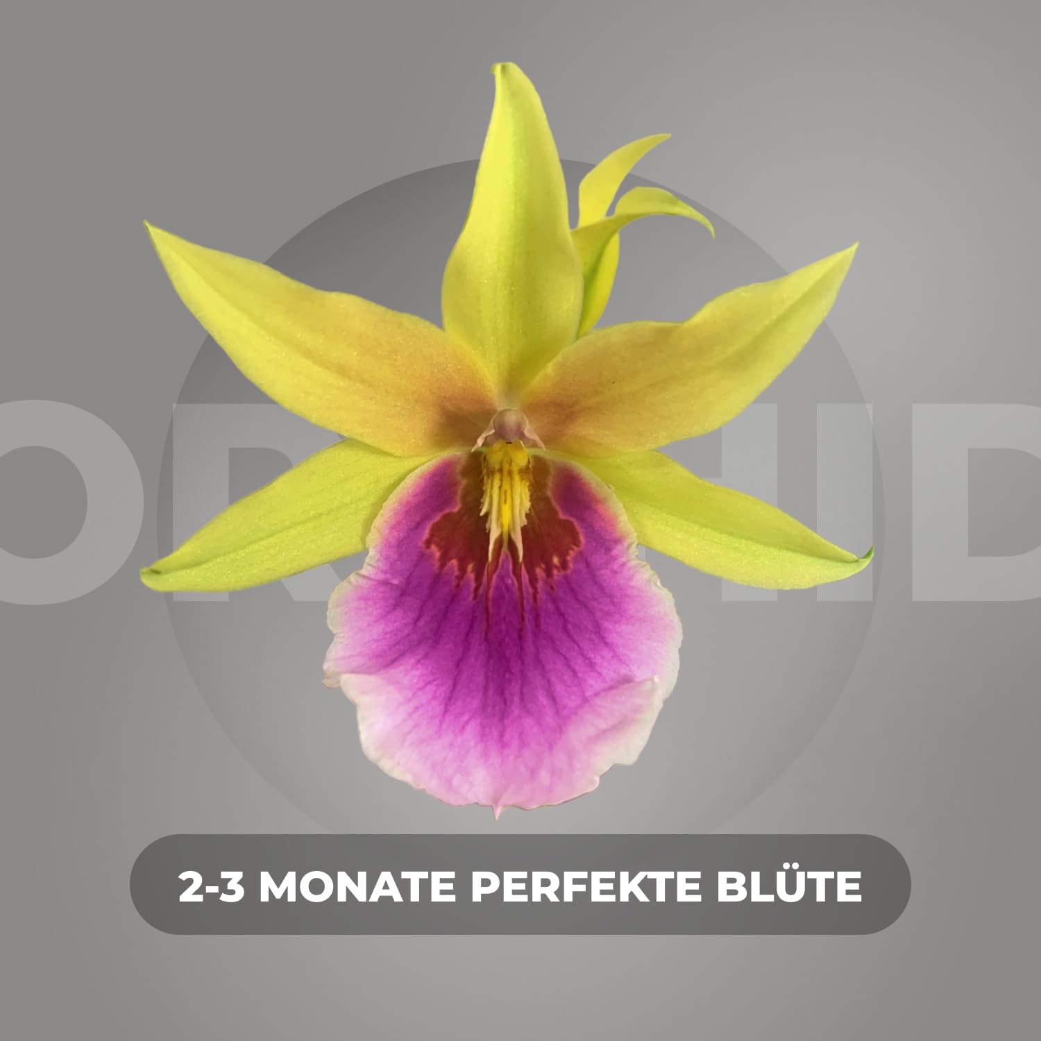 Orchidées Miltonia Sunset - Lot De 2 Plantes Naturelles D'intérieur, 30-40 Cm, Légèrement Parfumées, Importées De Hollande