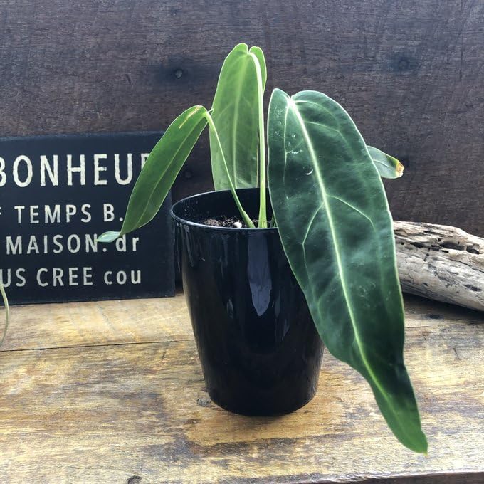 Amazon｜アンスリウム ワロクアーナム 「Anthurium warocqueanum