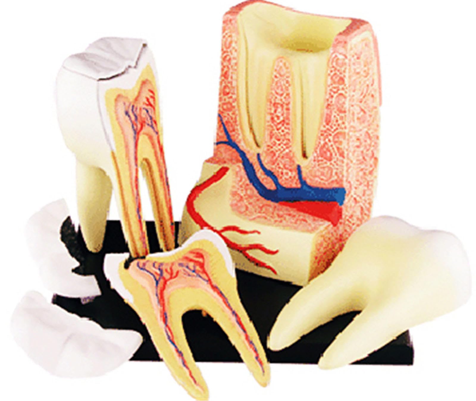 Model Zębów Dentystycznych, 23 Części Anatomicznie Dokładny Model Zębów Naturalnej Wielkości, Model Ust Protezy Dla Dzieci Narzędzia Do Nauczania Stomatologii Materiały Do ​​nauki