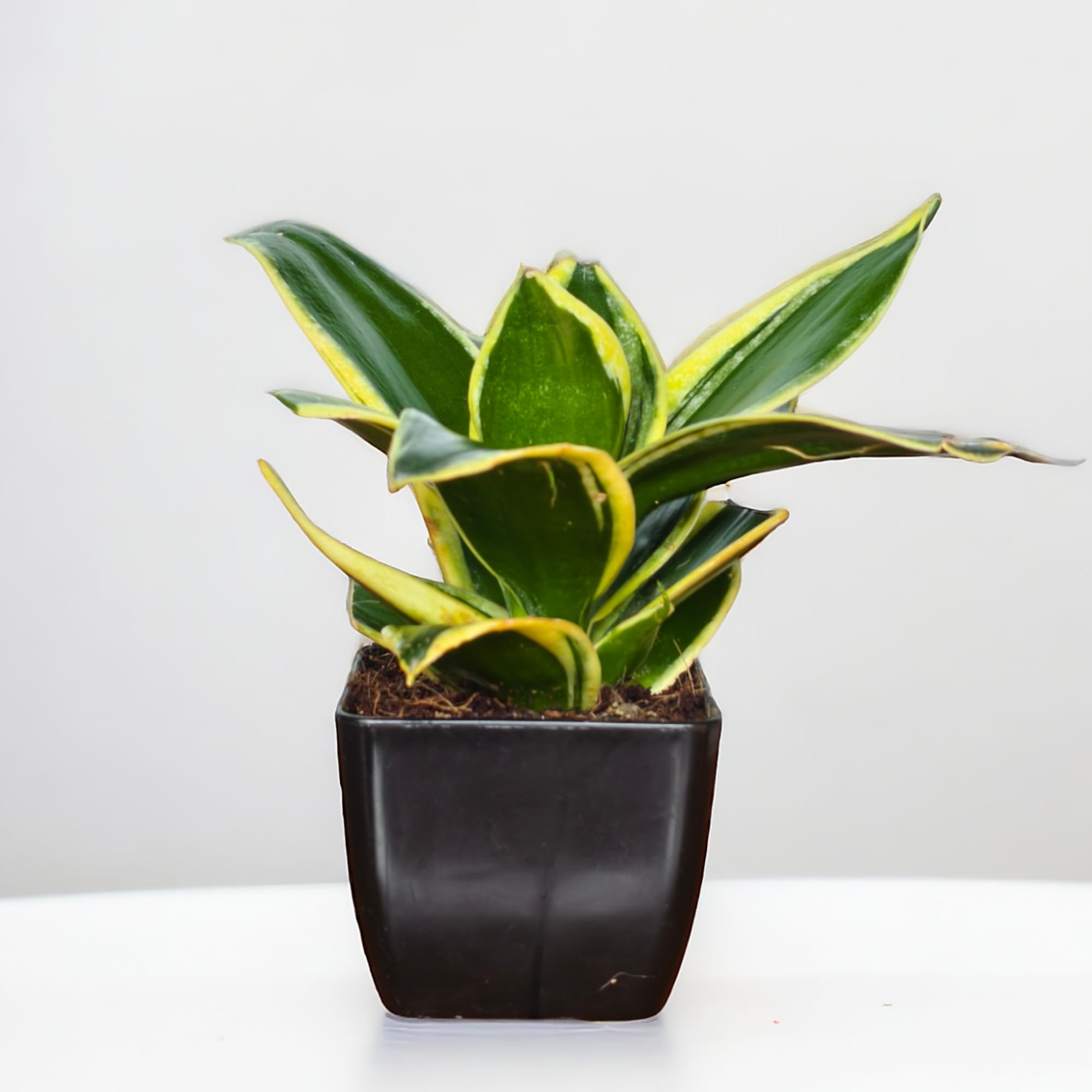Surekha golden hahnii snake plant indoor live plant with self watering pot for home, perfect live plants - indoor plants for home | ideal for office plants indoor on desk (Black Pot)