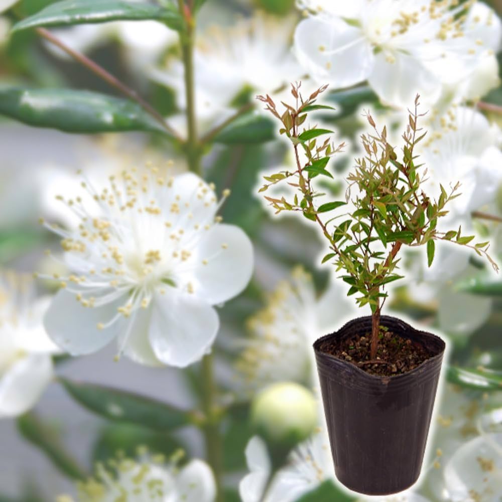 リームンロー☆マーガレット☆小花いっぱい(白)☆額付き