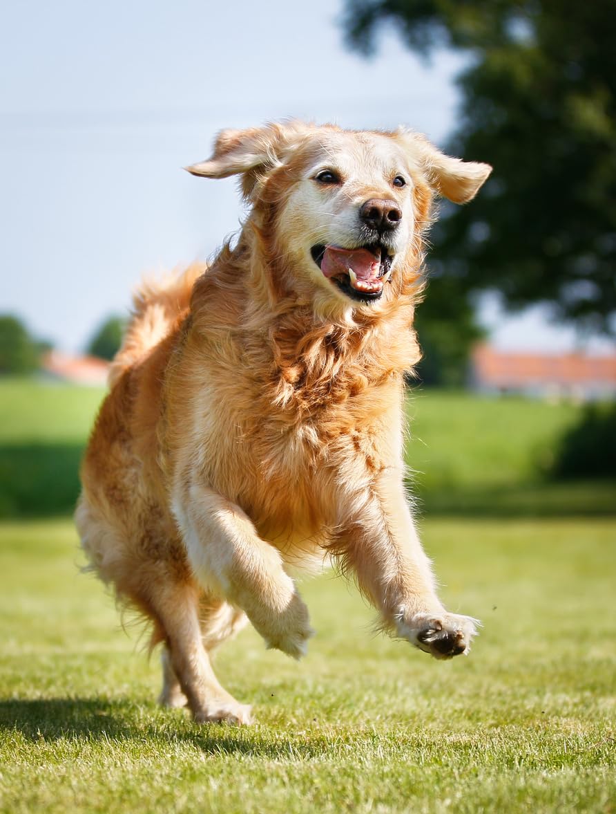 Vitalité et santé pour chien et chat | Santé intestinale, arthrite, arthrose et sclérose (210 jours/applications)
