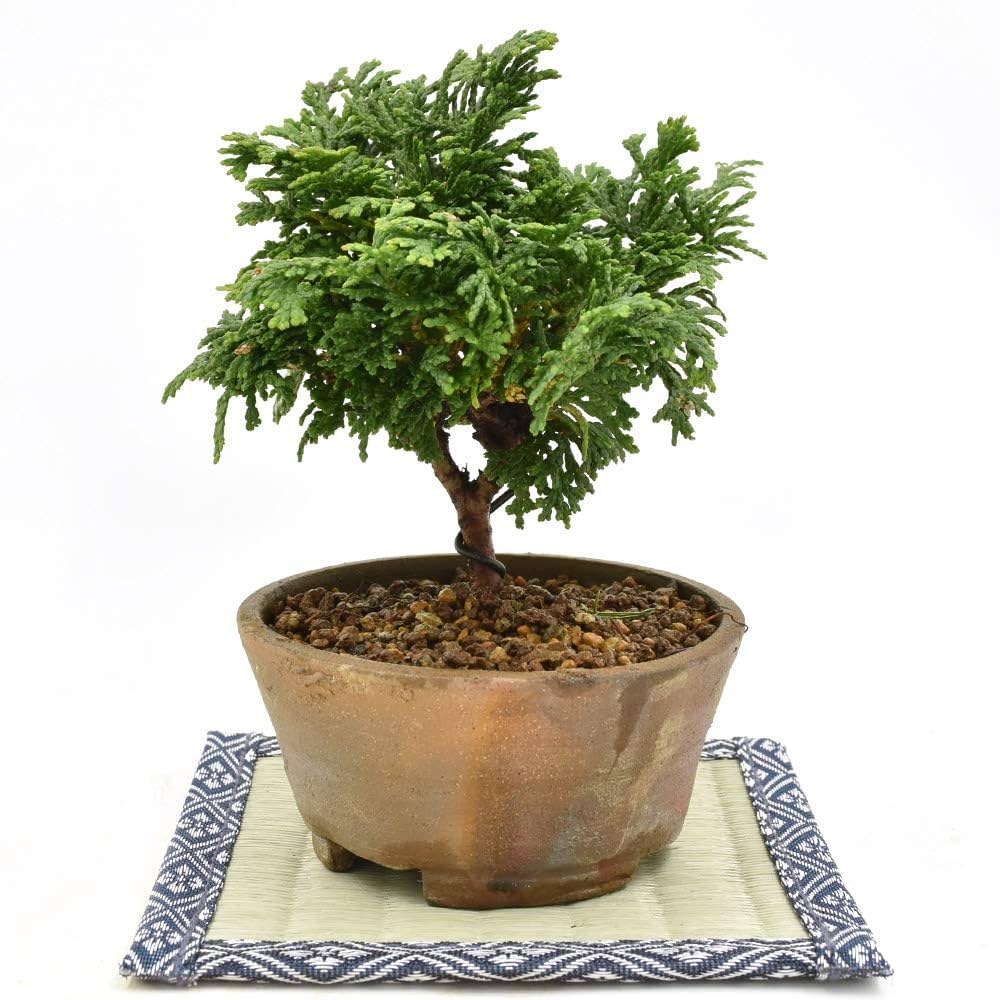 Amazon.co.jp: 盆栽 八房津山檜 ミニ盆栽 （ひのき） 鉢はお任せ