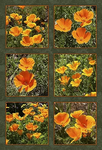 California Poppies Six Block Quilt Panel - FLR-014 - Panel Size is 16” X 22”, Quality Quilting Cotton, Digitally Printed