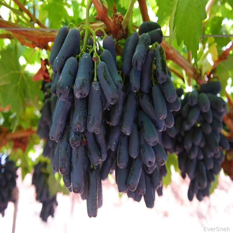 EverSneh Live Grapes Black Sharad Seedless Variety Angoor Fruit (Air Layering) Live Plants & Tree With Black Plastic Pot (B0CX9BN3CW) Amazon Price History, Amazon Price Tracker