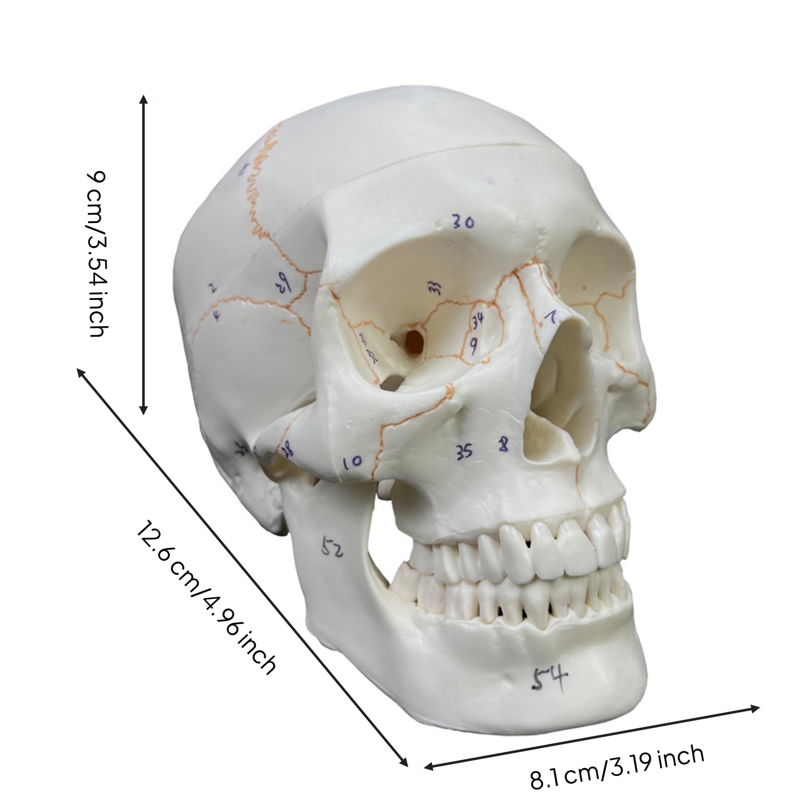 Testa Anatomica Umana Modello Cranico Modello Fisiologico Modello Didattico Modello Strutturale in PVC con Dettagli Ossei E Linee di Adatto a Studenti, style to 3