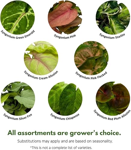 Miniatura 3 de BubbleBlooms Surtido de variedades Syngonium, 3 syngoniums diferentes en macetas de 2 pulgadas