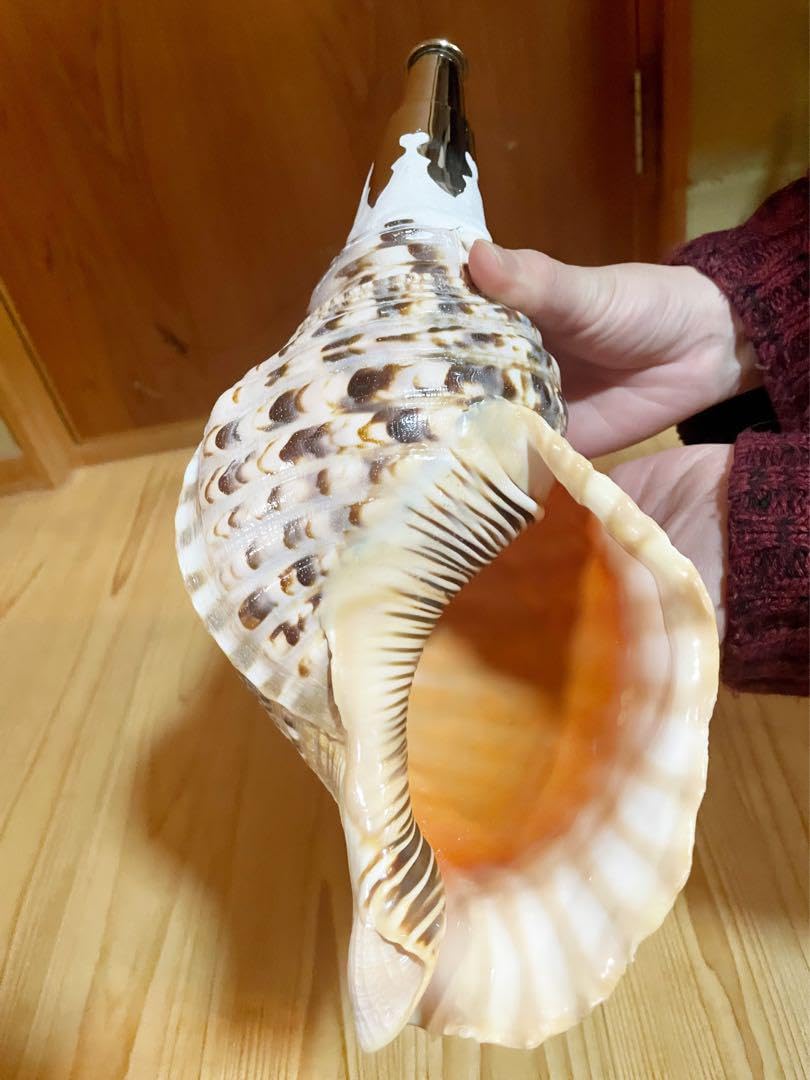 Amazon.co.jp: 修験道法螺貝 山伏 密教 魔除け 熊よけほら貝