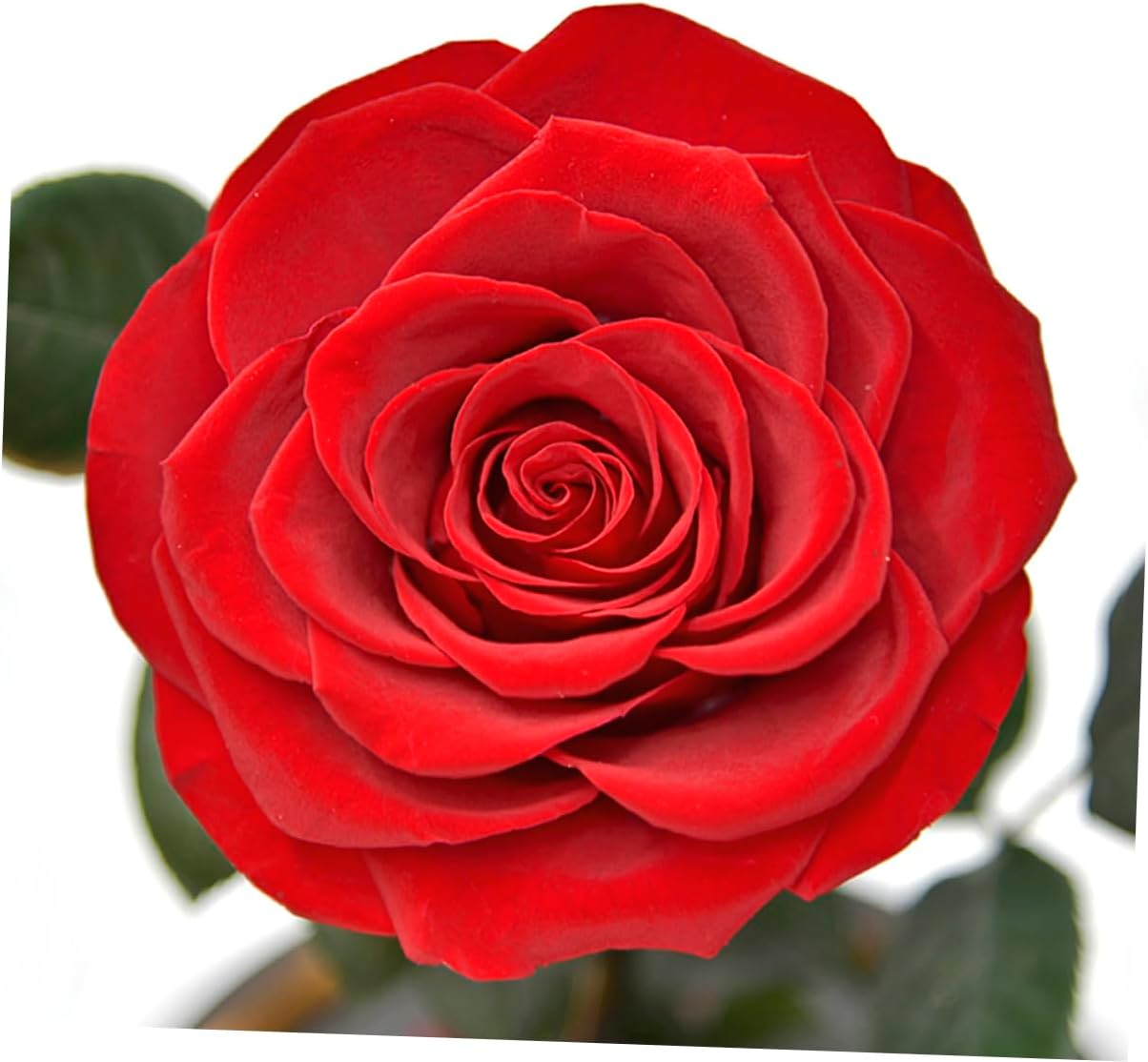 Cabilock Glowing Little Prince Present Box Preserved Rose Present Led Light-up Dome