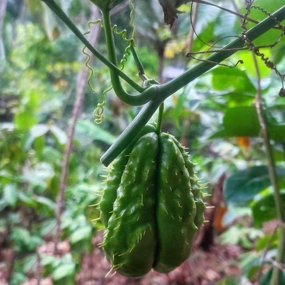Portulaca Invernale (Montia Perfoliata) Biologico - Circa 750 - Foto 3