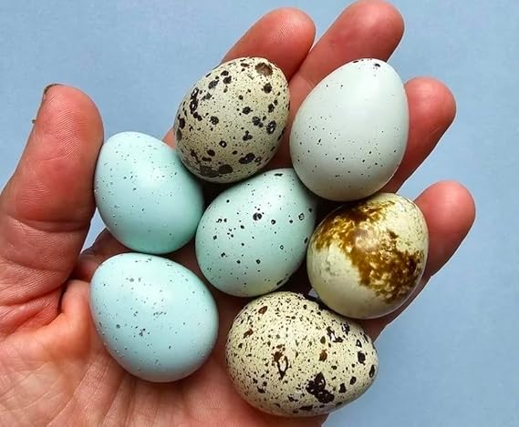 Mixed Quail Hatching Eggs, Coturnix, Celadon, and Bobwhite Varieties, 12 Count