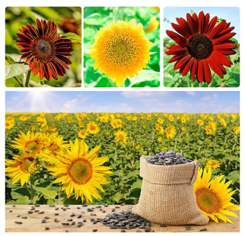 1000+ Mix Sunflower Seeds For Planting - Individually Packaged Heirloom And Non-Gmo 15 Varieties Sun Flower Seeds For Outdoor Garden And Bonsai Plants, Open Pollinated #TOP1