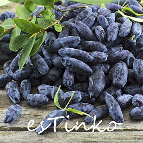 500 Haskap Seeds Haskap Berry Blue Seeds Fruit Tree Seeds Garden Bonsai