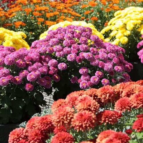 500+ Chrysanthemum Flower Seeds for Planting - Heirloom Ground Co...