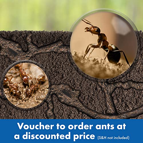 Educational Insights GeoSafari Ant Factory with Sand, Watch Live Ants, STEM Learning Toy, Ages 5+, Large - Image 6