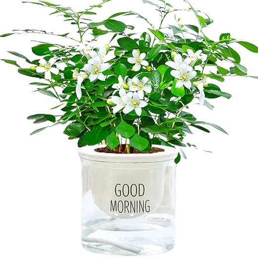 2 Live Plants Murraya paniculata Mock Orange Jasmine Satinwood for Home and Garden Yards Planting Decoration-Height 12 inch