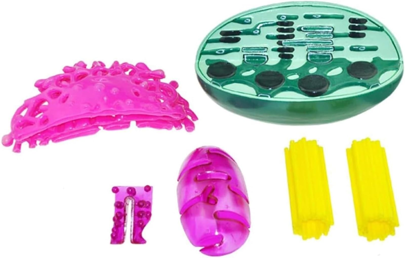 Pflanzenzellorganellenstruktur-Anatomiemodell, Pflanzenzellorganellenmodell, mit Chloroplasten, dem Zentralkörper, Mitochondrien, biologischem Lehrinstrument, for Lehrstudien.