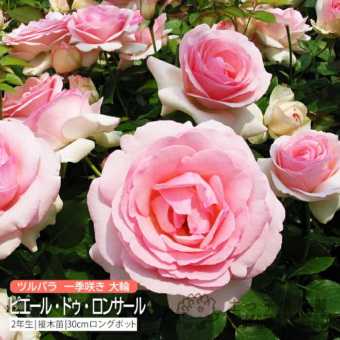 ツル薔薇 大苗 クライミングローズ 接木苗木２種 宅急便.匿名発送 Amazon.co.jp: ツルバラ 大輪 ピエール・ドゥ・ロンサール 2年生