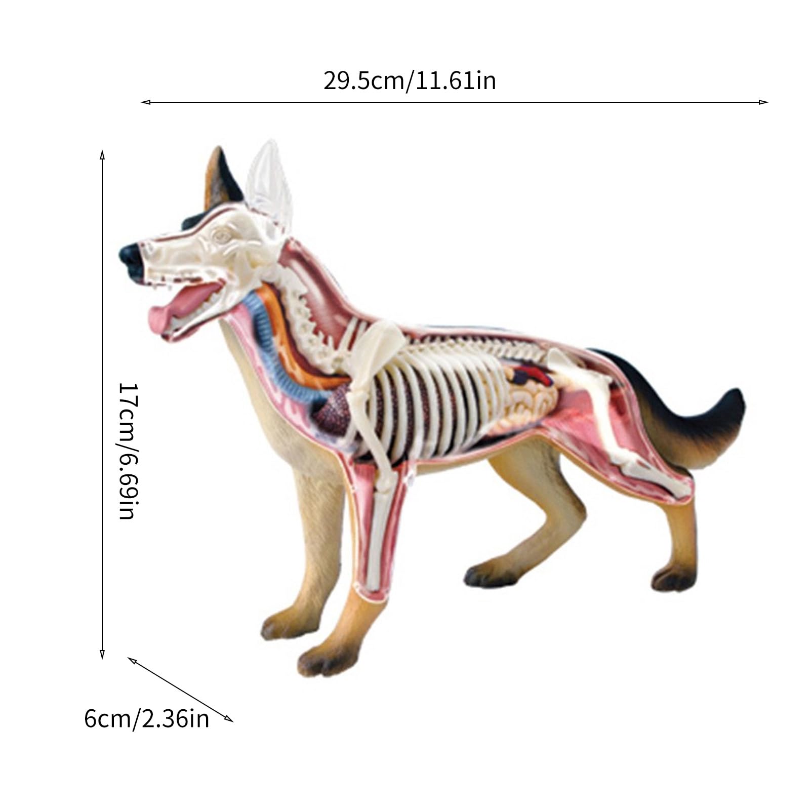 Amazon.co.jp: 取り外し可能な臓器を備えた犬の解剖学モデルと子供の