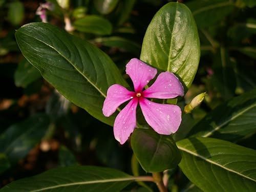 Miniatura 2 de FOODHERBS Nithyakalyani Polvo  200 g  0.44 lbs  Bígaro rosado  Catharanthus Roseus