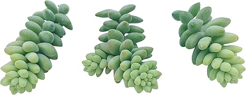 Miniatura 4 de Esquejes de suculentas vivas (3 colas de burro Sedum Morganianum), plantas suculentas vivas, plantas suculentas sin raíces, plantas de interior