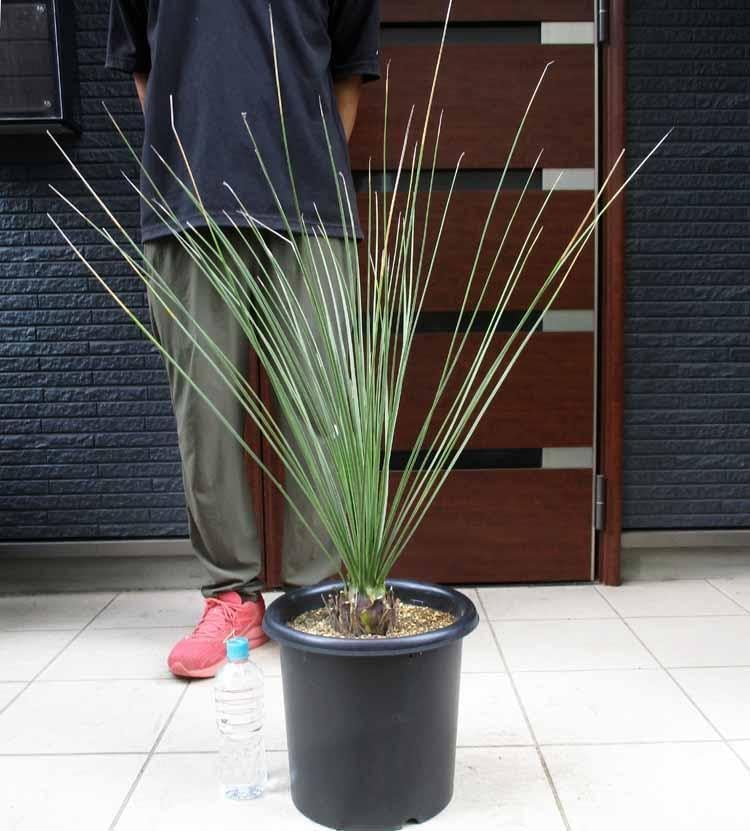 【現品】ダシリリオン・ クアドラングラツム　9号　G31番 現品】ダシリリオン・ クアドラングラツム 9号 G31番 現品