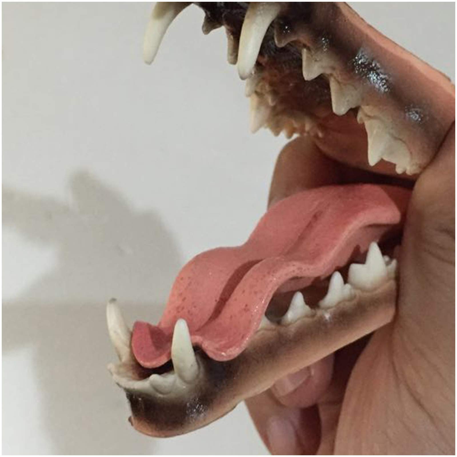 Amazon.co.jp: フォックス歯モデル - フォックススカルヘッドモデル