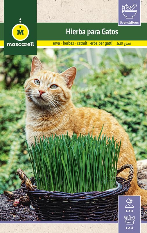 Mascarell Semillas, HIERBA PARA GATOS, Semillas de Hierba Gatera para Plantar, Césped Aromático para Gatos para tu Jardín, Crea tu Propio Jardín en Casa, 10 Gramos