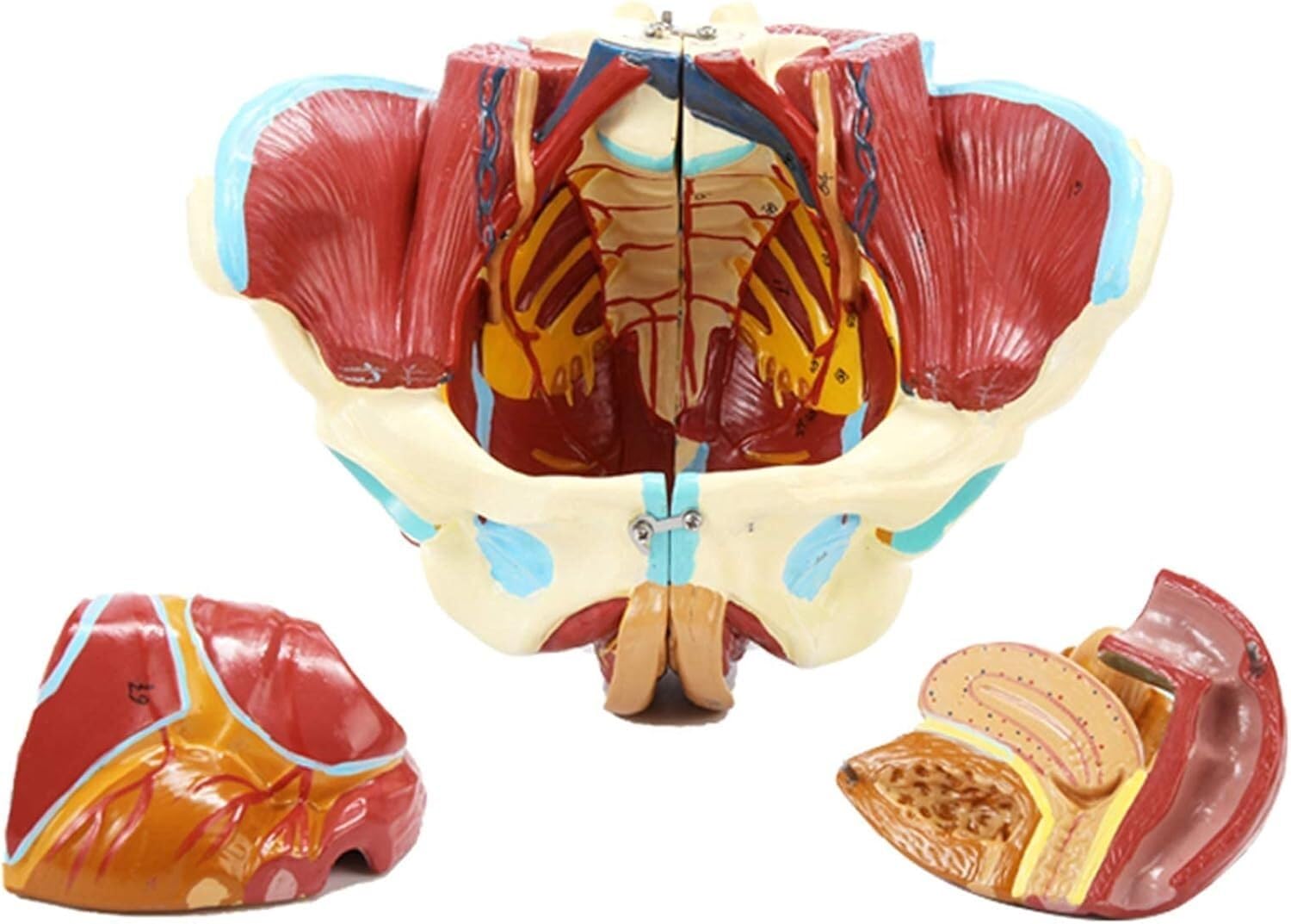 Model anatomii miednicy - model ludzkiego narządu naturalnej wielkości z wyjmowanymi organami do edukacji medycznej i treningu - szczegółowa reprezentacja naczyń nerwowo-mięśniowych