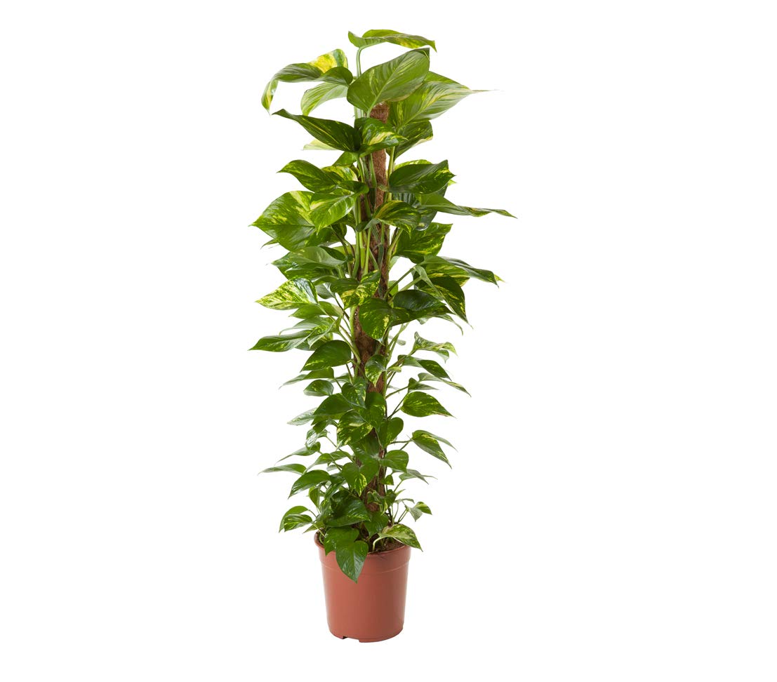 kanarischer drachenbaum pflege Kanarische Drachenbaum (Dracaena draco) main image 1