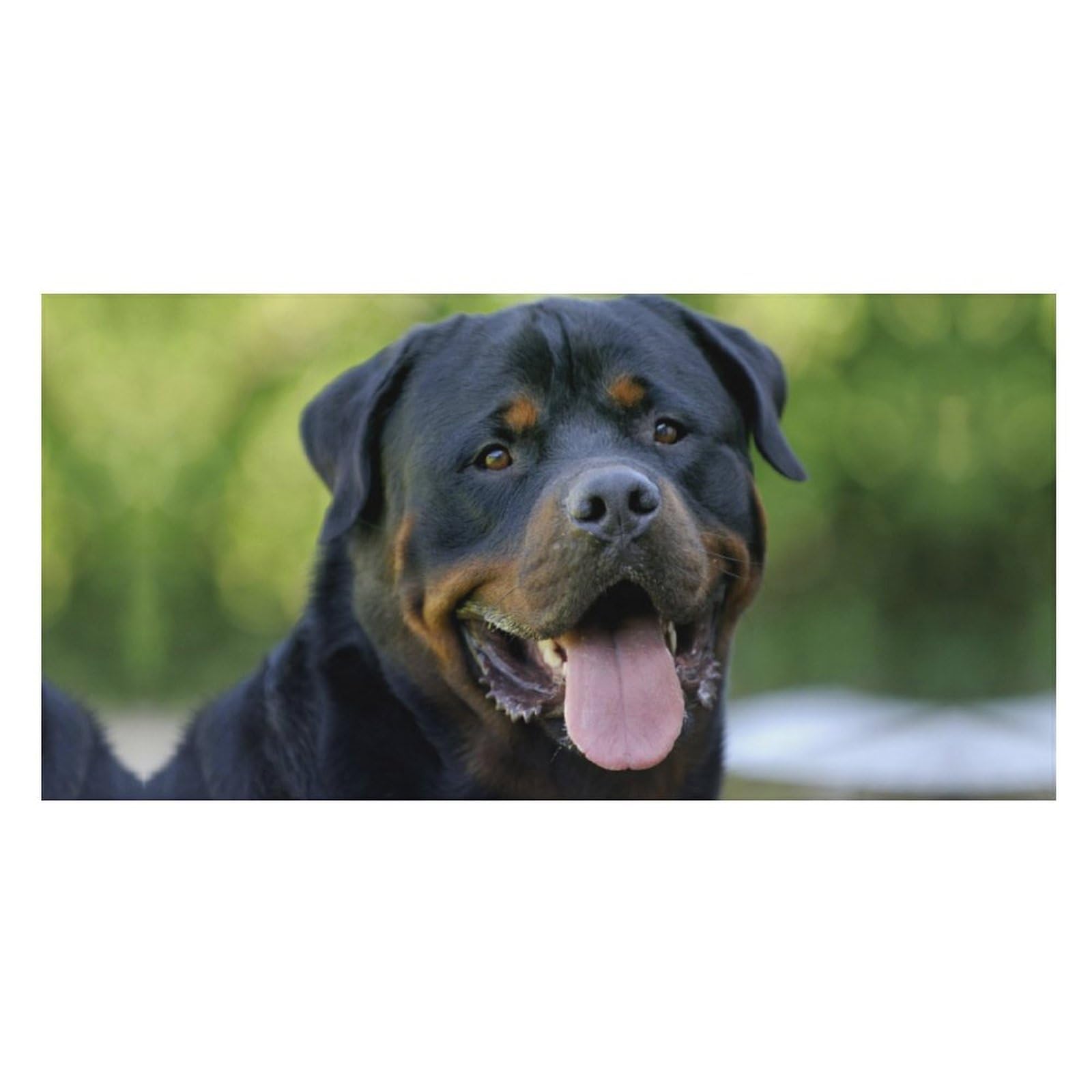 LWORZIIB Beach Towel, Rottweiler Bath Towel, Pool Towel Great for Gym Swimming 80 X 160cm