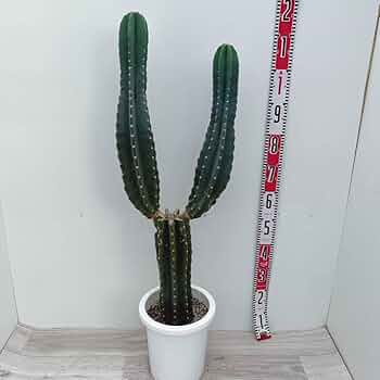 61EgNp1gZ2L._AC_UF350,