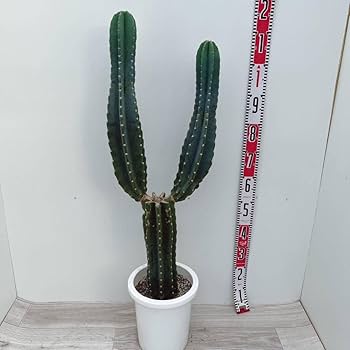 Amazon.co.jp: 柱サボテン ブランチ 8号 ハシラサボテン 多肉